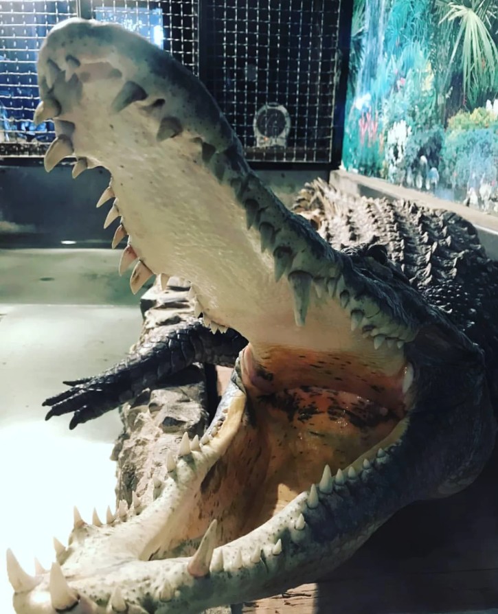 У Дніпрі внаслідок обстрілу загинув 25-річний крокодил