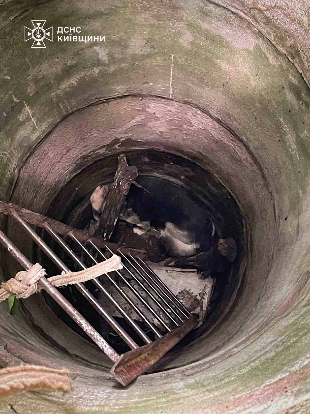 Рятувальники Київщини врятували собаку з покинутого колодязя