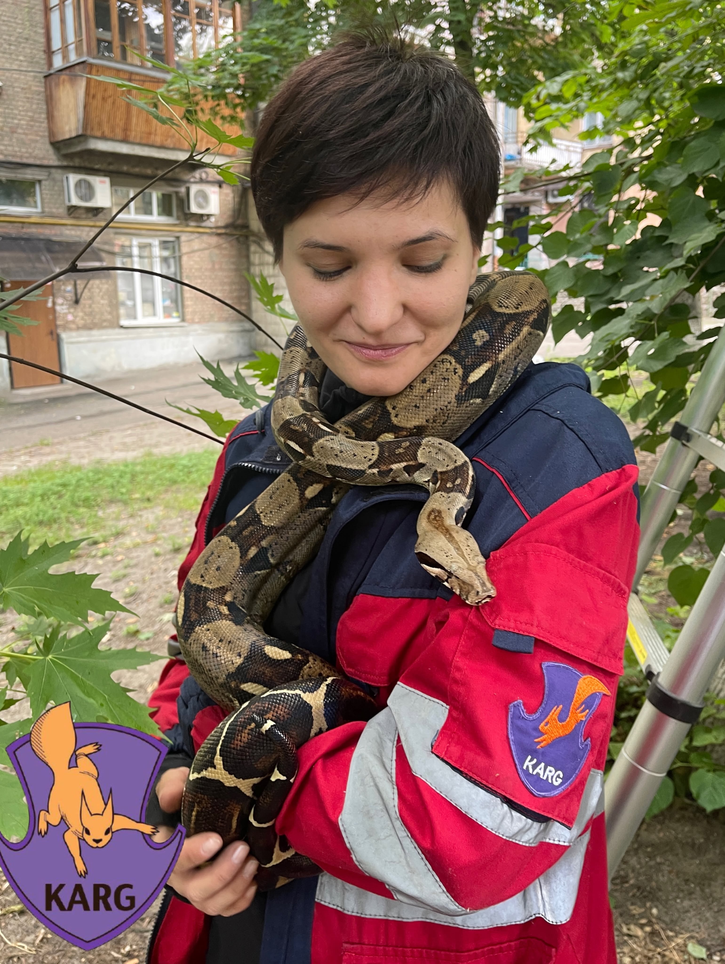 У Києві з дерева зняли імператорського удава - фото 2