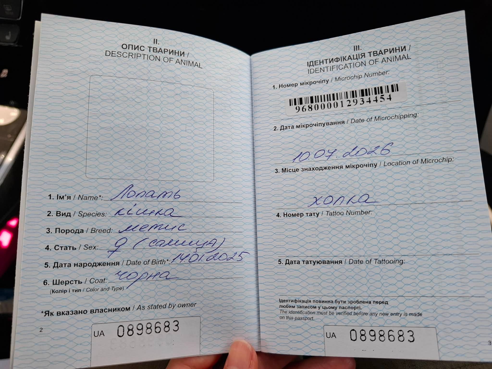 Кішка Лопать з музею авіації в Києві отримала свій перший паспорт - фото 2