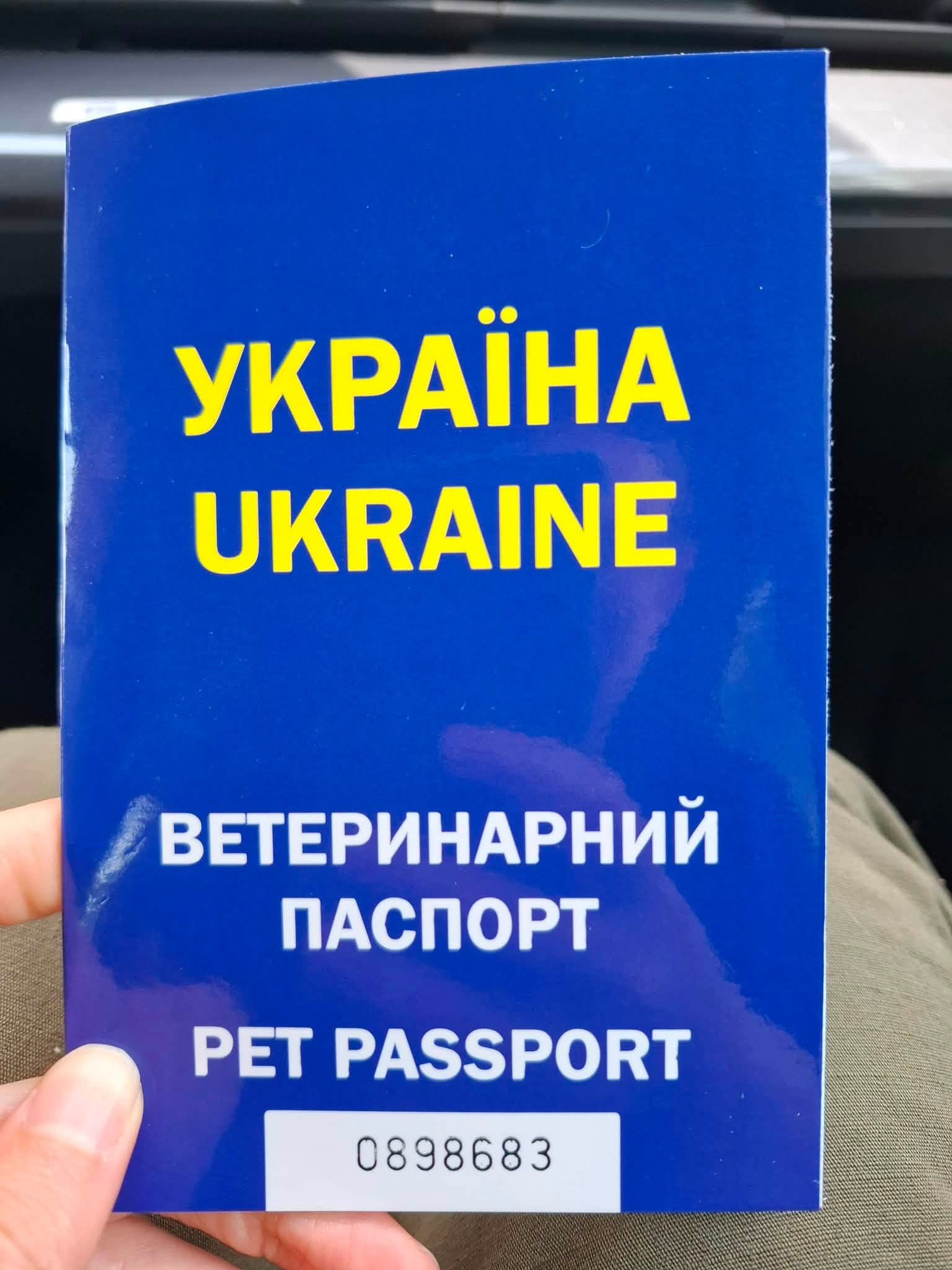 Кішка Лопать з музею авіації в Києві отримала свій перший паспорт - фото 3