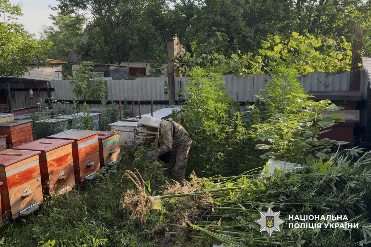 Під час обшуків на Черкащині вилучили понад 1400 кущів конопель - фото 4