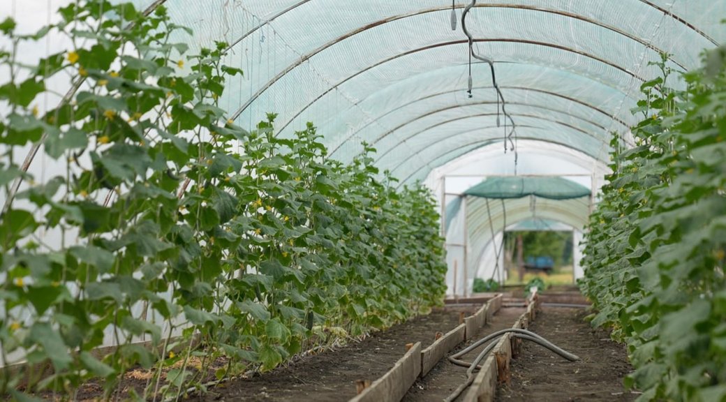 «Любов до землі у нас у спадок»: родина з Черкащини вже понад 30 років вирощує овочі для українців