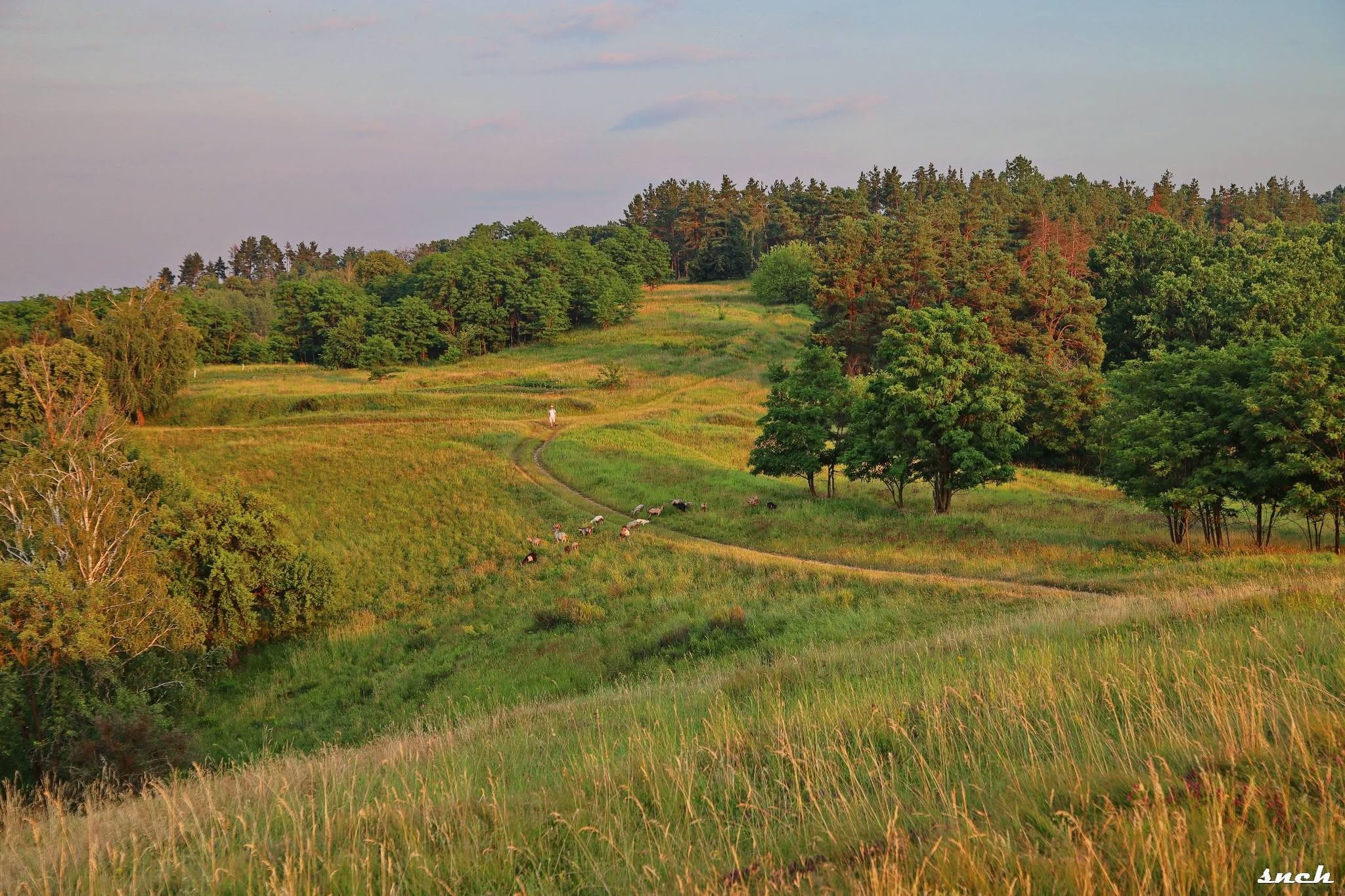 Літній вечір у Каневі. Атмосферні фото з берега Дніпра - фото 3