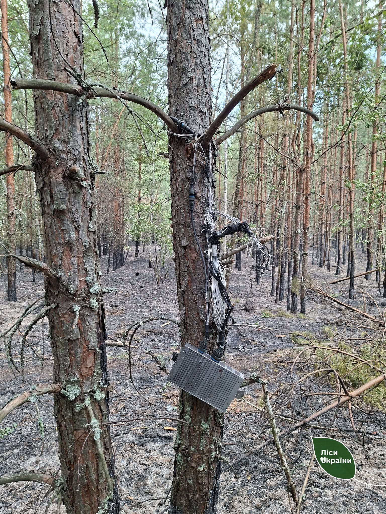 На Київщині горів ліс через падіння уламків ворожого дрона