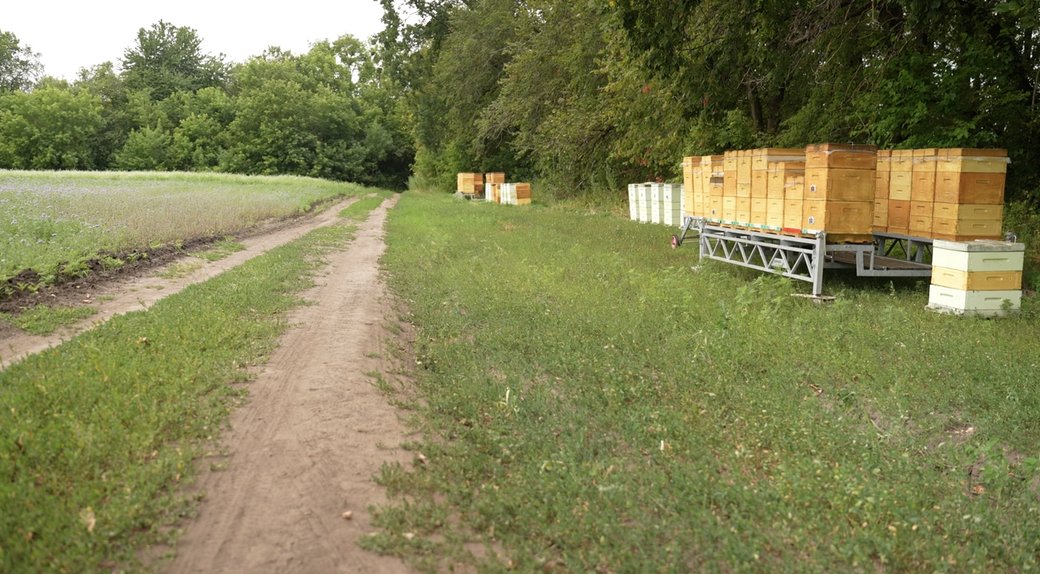 Чи буде мед і скільки він коштує: що розповіли пасічники Черкащини - фото 2