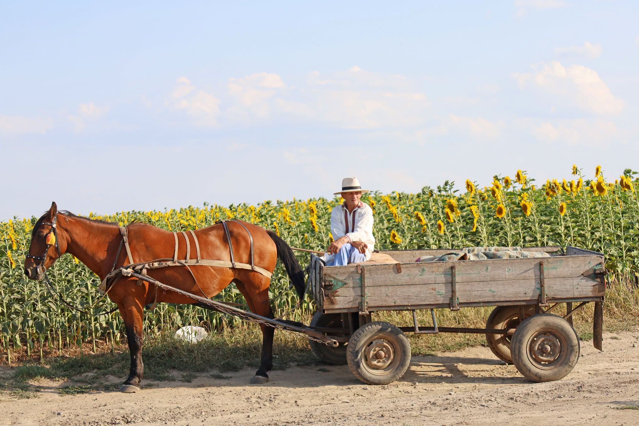 Народні пісні й стародавні звичаї: обряд зажинок відбувся в селах Вінниччини - фото 3