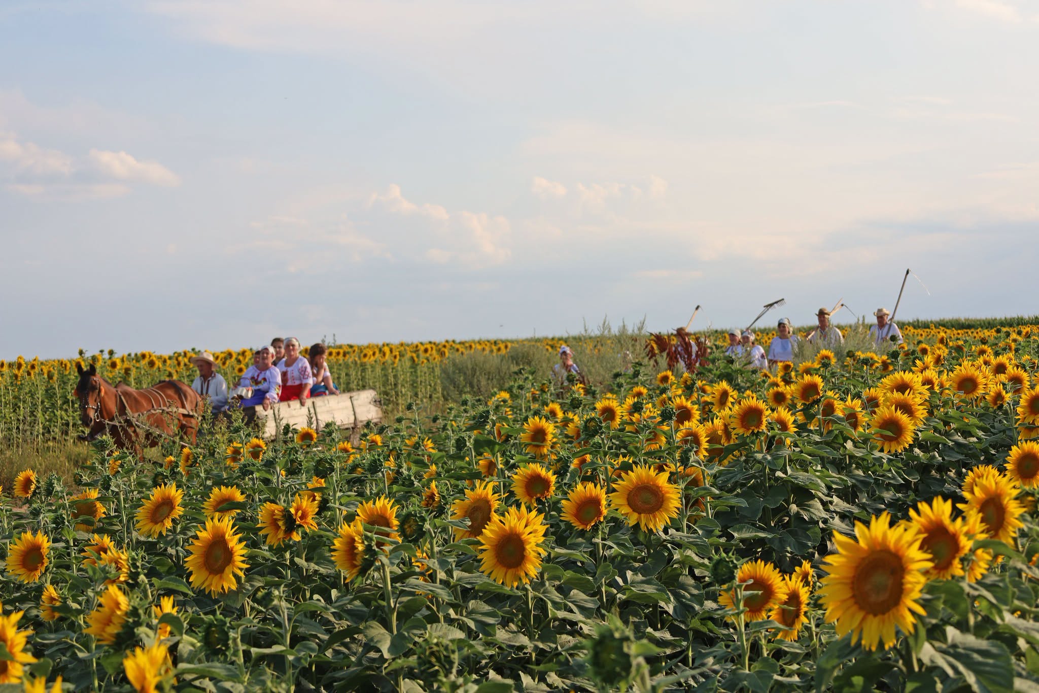 Народні пісні й стародавні звичаї: обряд зажинок відбувся в селах Вінниччини - фото 5