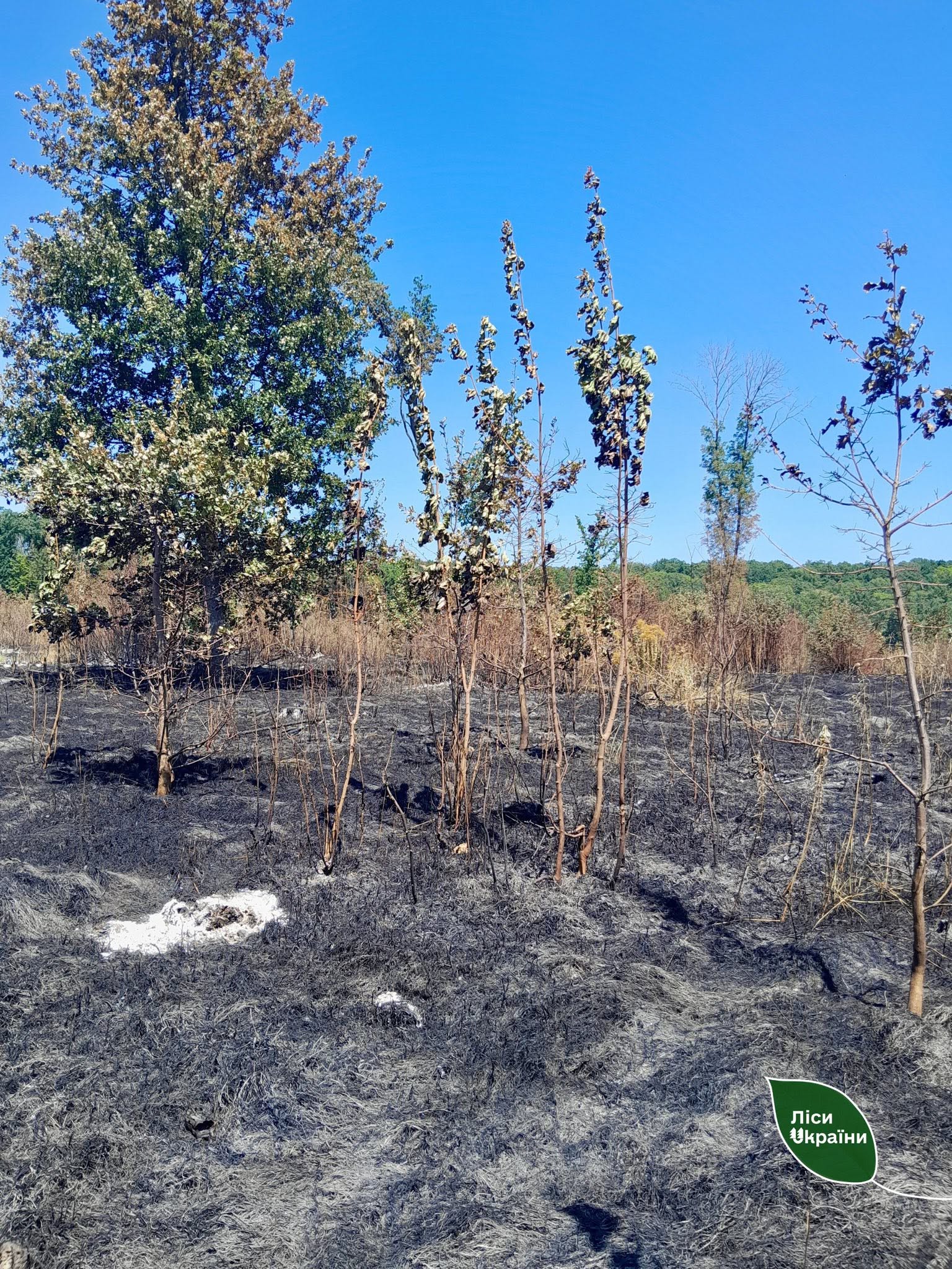 Через спеку на Черкащині горіло 15 га лісу - фото 3