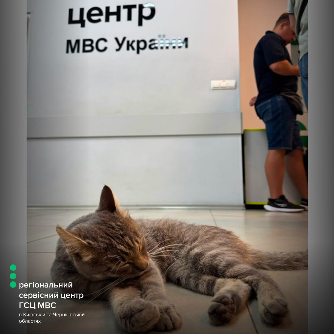 Смугастий кіт «влаштувався на роботу» до сервісного центру МВС на Київщині