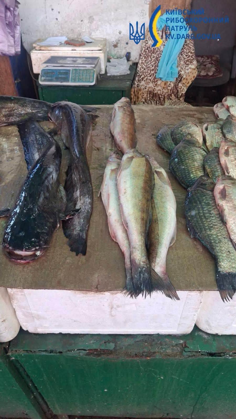 У Києві виявили незаконний продаж судаків та раколовок - фото 2