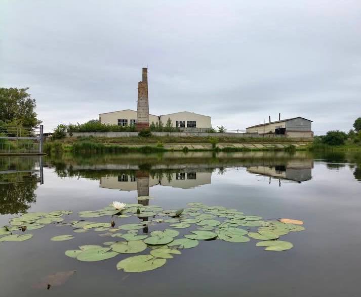 Білі лілії посеред водойми: на Київщині розквітло рідкісне латаття