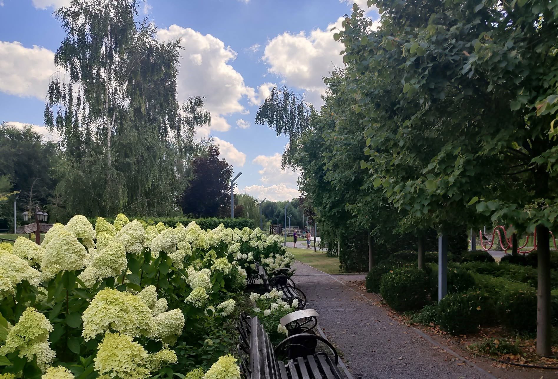 Місце для фотосесій: кущі гортензій квітнуть у «Новій Софіївці» - фото 3