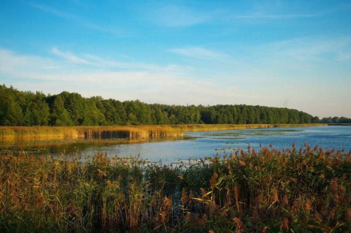 Озеро Шапарня в Пущі-Водиці: прихована перлина київського лісу