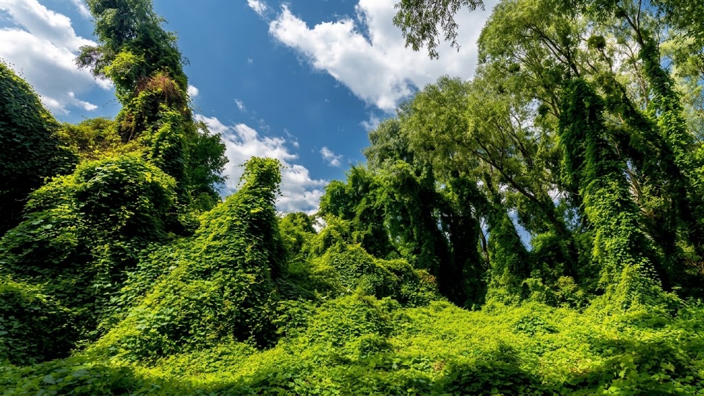 Горбачиха в Києві: як острів перетворився на унікальне урочище