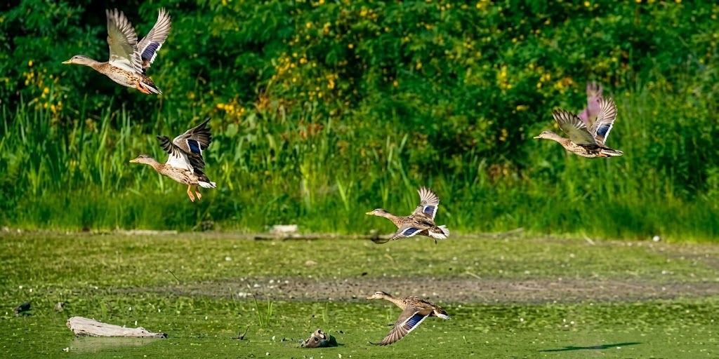 Горбачиха в Києві: як острів перетворився на унікальне урочище - фото 2