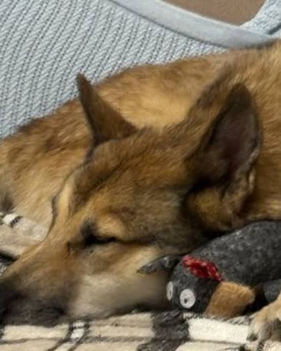 Трилапий собака знайшов свою сім’ю: у столичній ветеринарці поділилися радісною новиною - фото 4