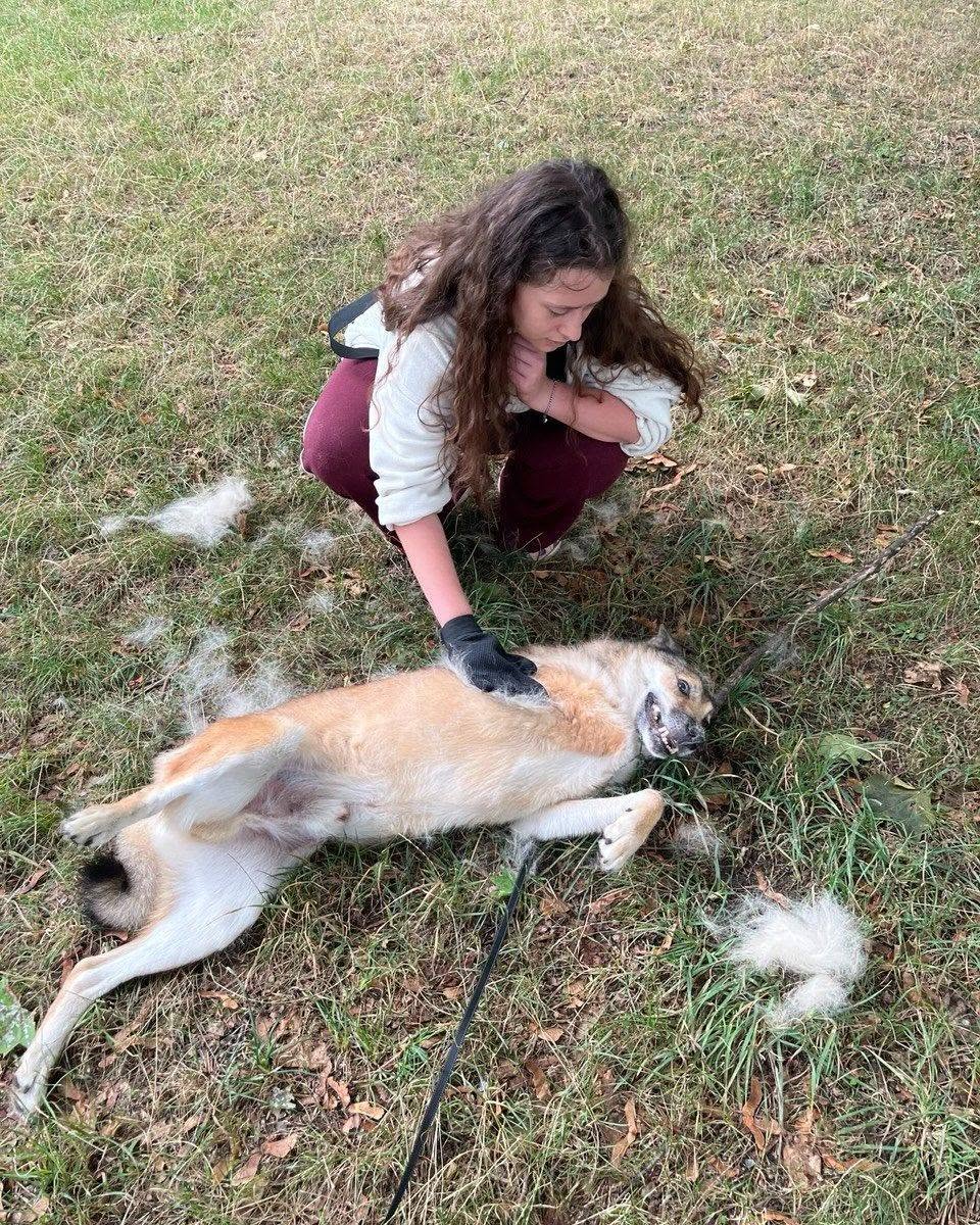 Трилапий собака знайшов свою сім’ю: у столичній ветеринарці поділилися радісною новиною