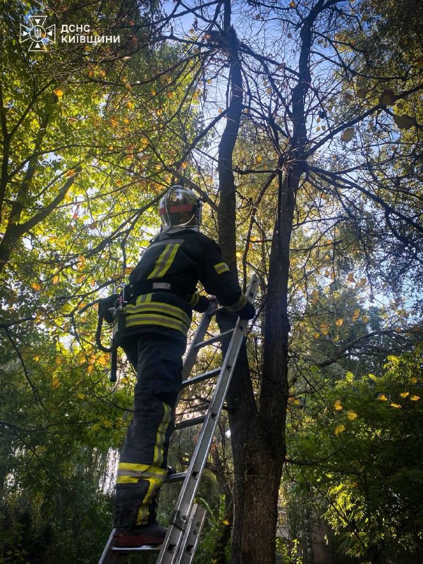 На Київщині рятувальники зняли кота з дерева