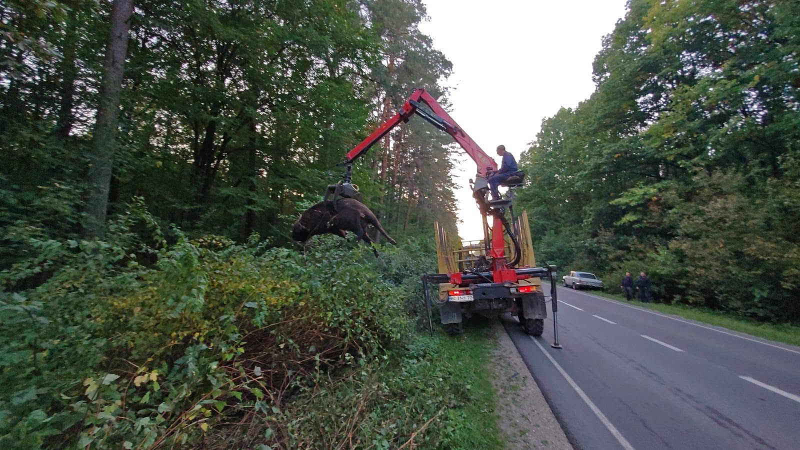 На Львівщині вантажівка на смерть збила червонокнижного зубра - фото 3