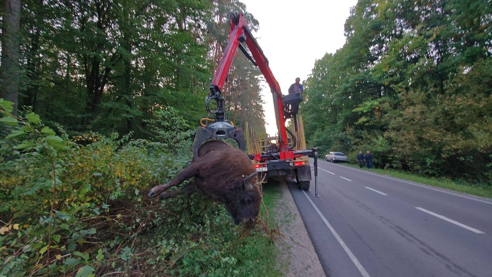 На Львівщині вантажівка на смерть збила червонокнижного зубра - фото 4
