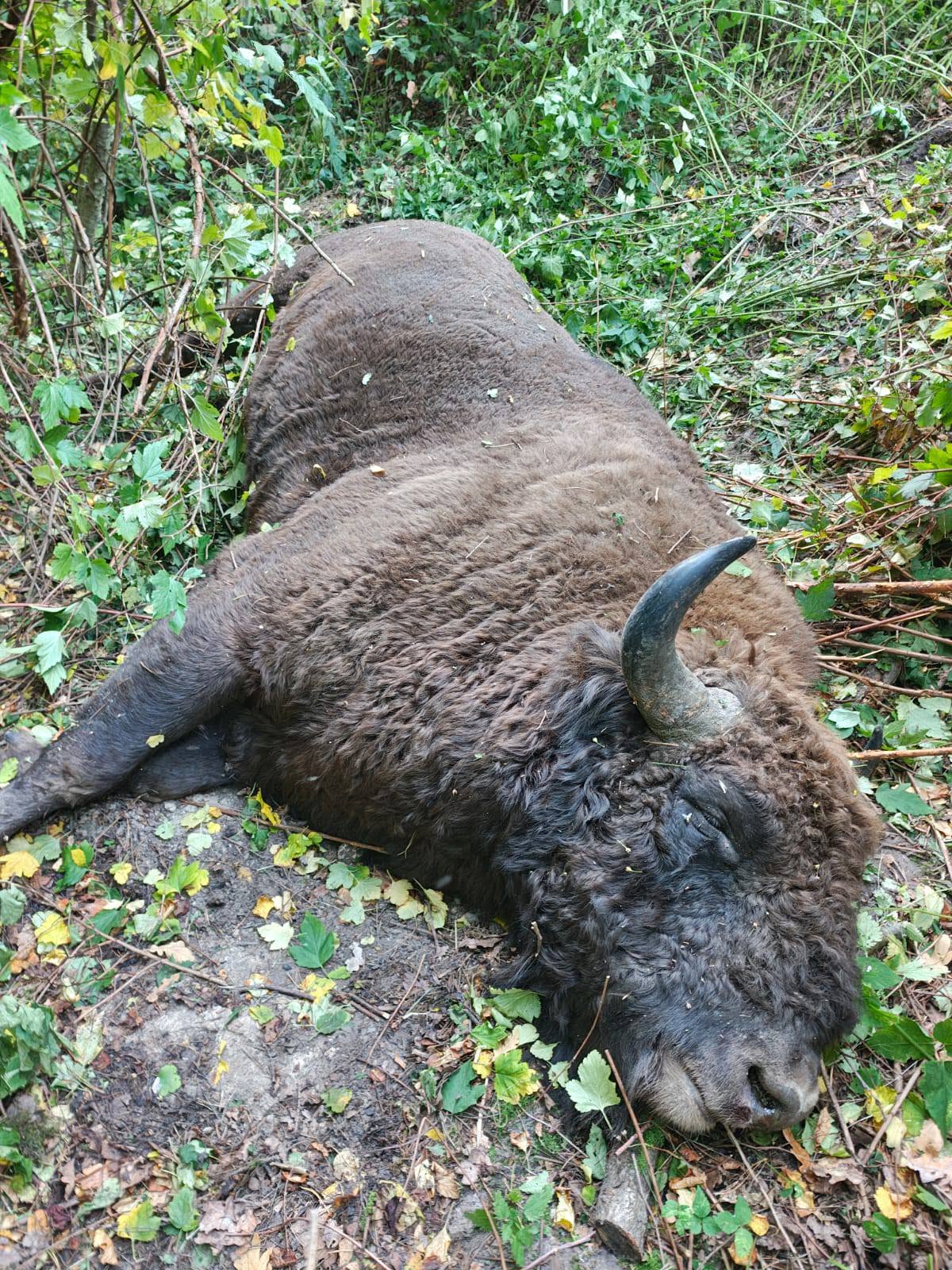 На Львівщині вантажівка на смерть збила червонокнижного зубра - фото 2