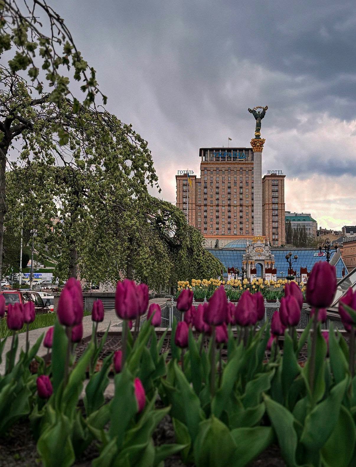 Навесні Київ прикрасять 185 тисяч тюльпанів із Нідерландів