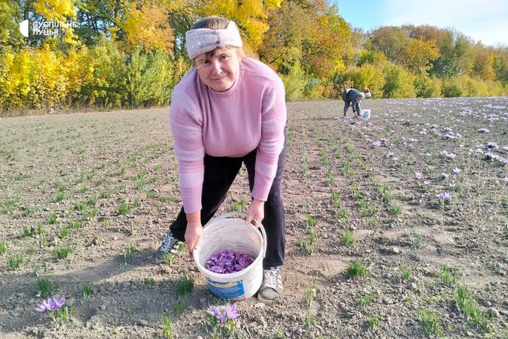 На Волині вирощують шафран: кілограм квітів дає лише 60–70 грамів спеції