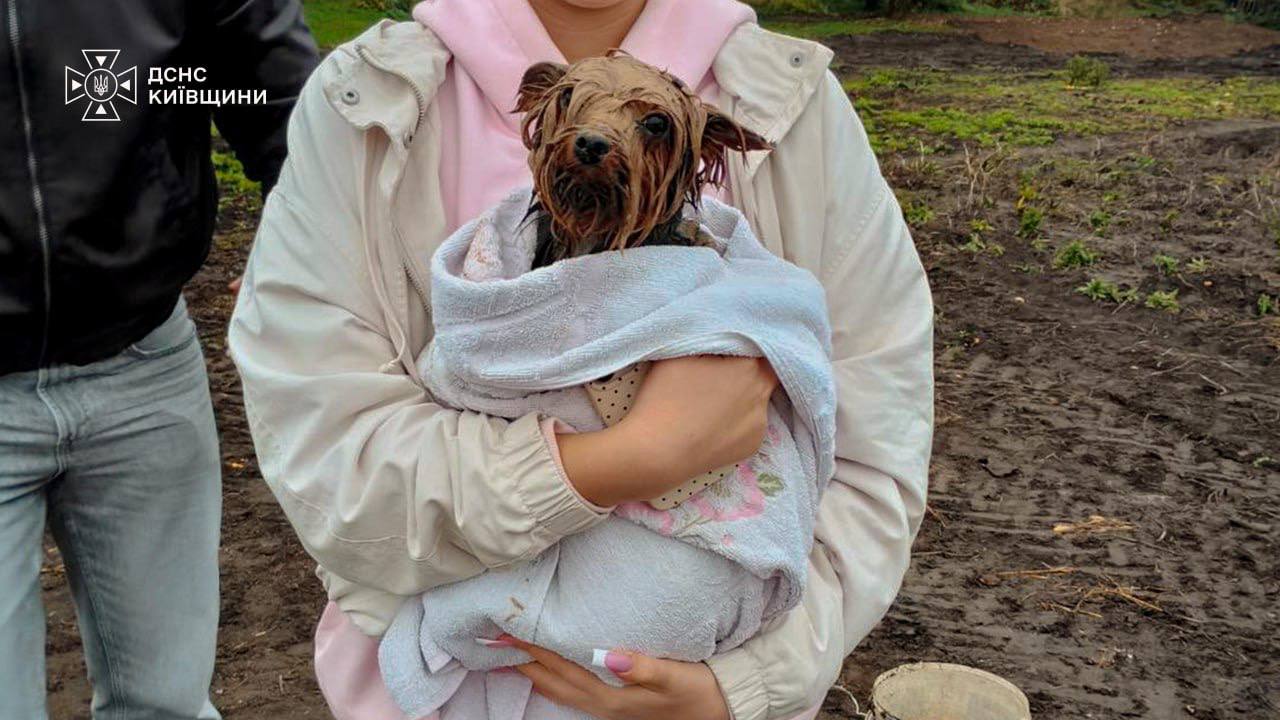 На Білоцерківщині надзвичайники витягли собаку з чотириметрової ями