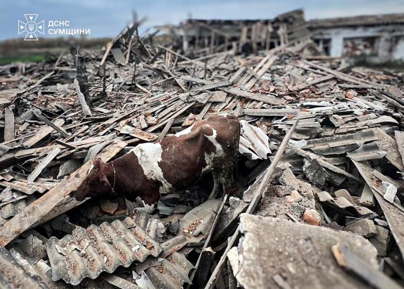 Під час обстрілу ферми на Сумщині загинула молода жінка і тварини