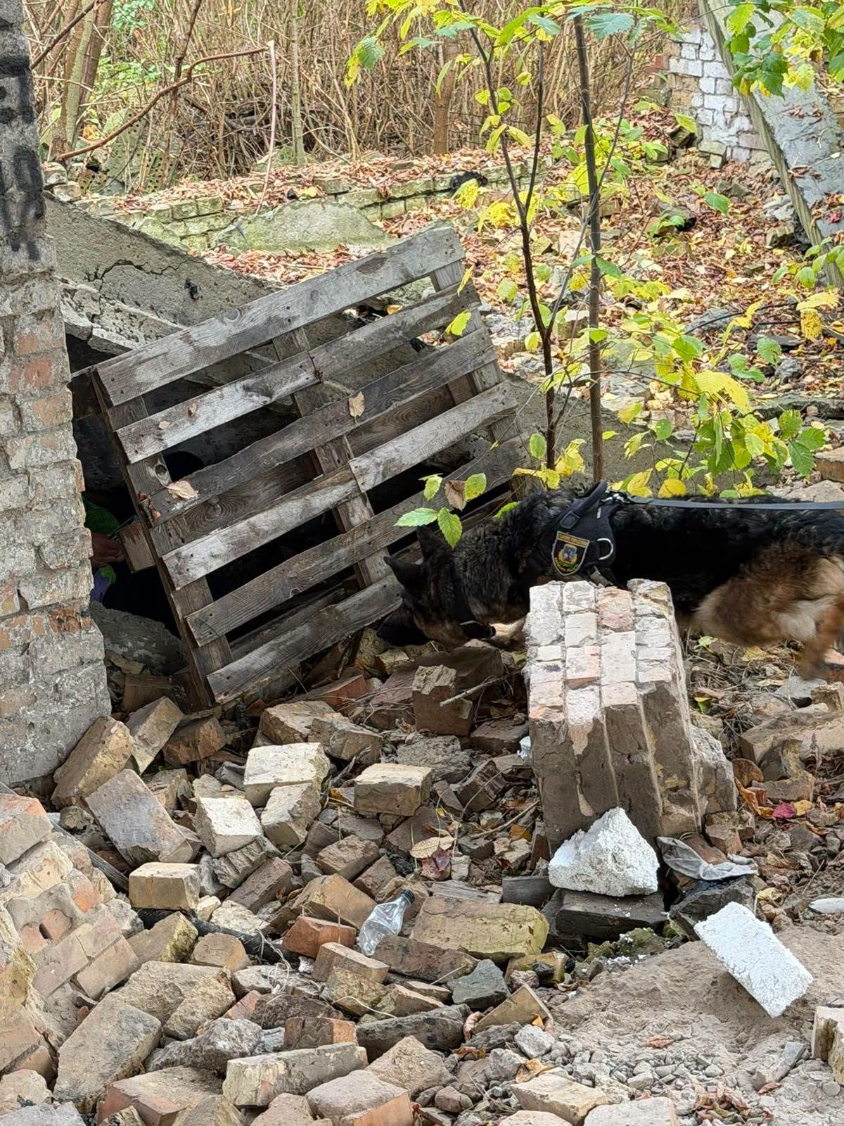 Поліцейські кінологи Київщини та команда SARCan провели спільне тренування з пошуку людей на техногенних завалах - фото 2