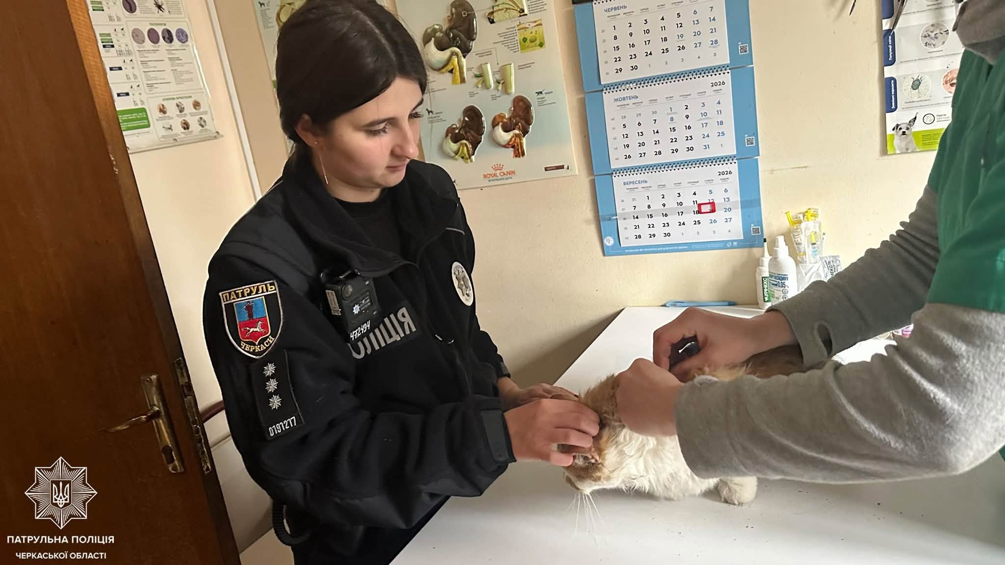 У Черкасах врятували сліпого кота, на якого напали собаки - фото 2
