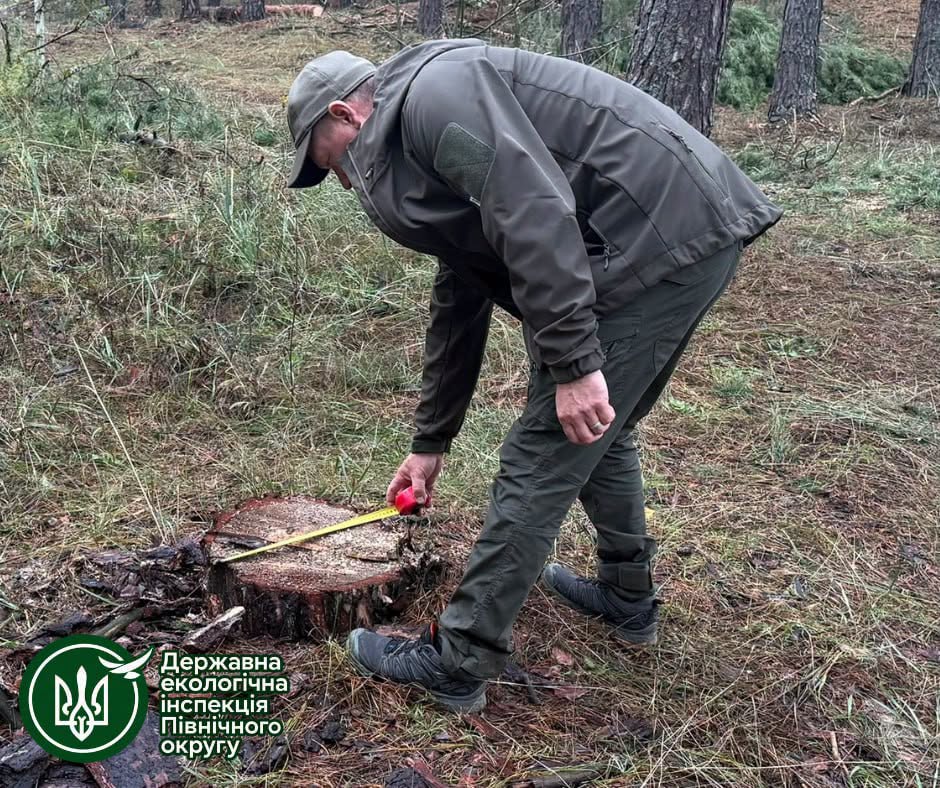 На Київщині виявили незаконну рубку понад 200 сосен: екоінспектори звернулися до поліції - фото 3